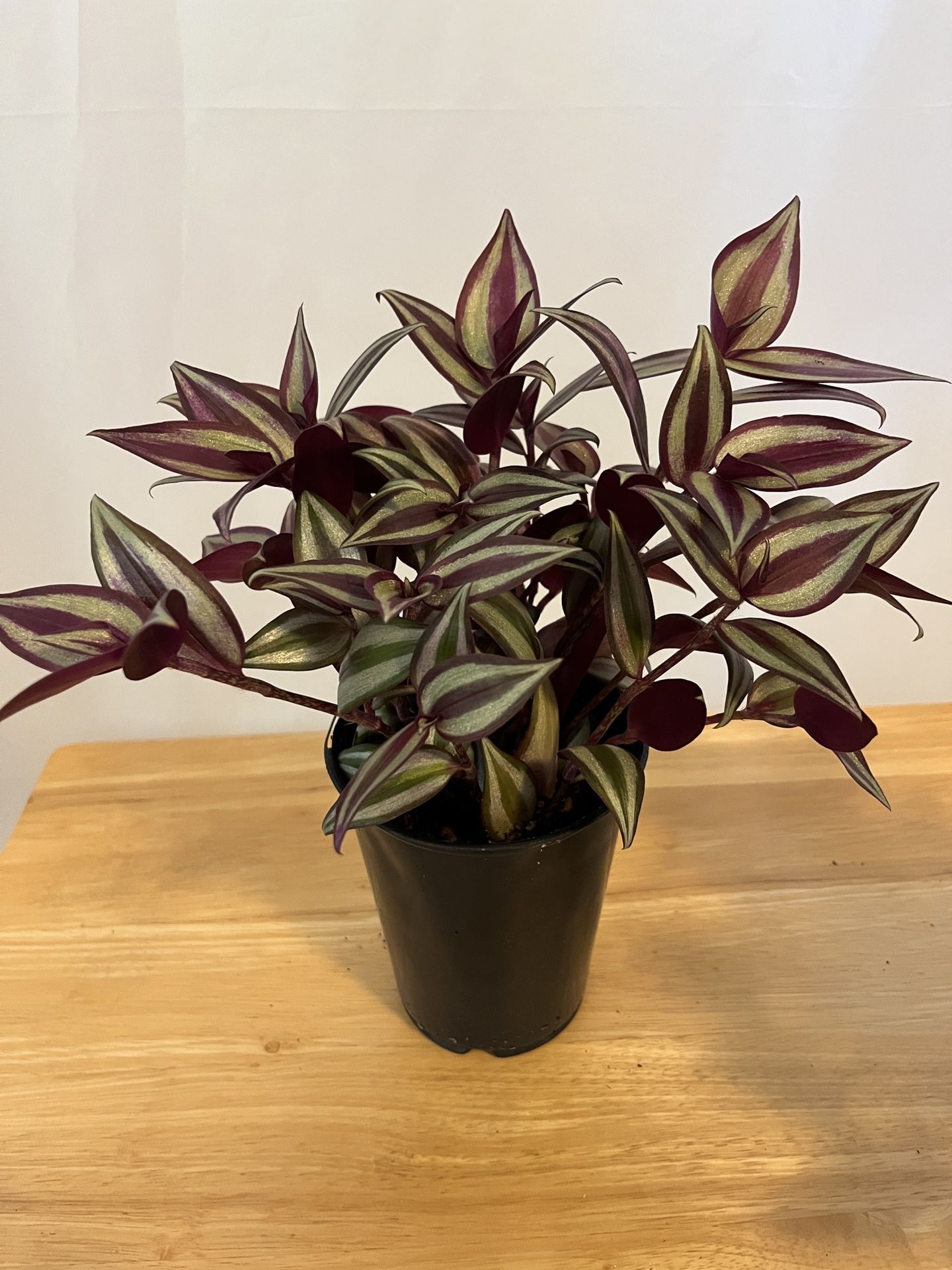 Tradescantia House Plant. Sammamish, Beaver Lake