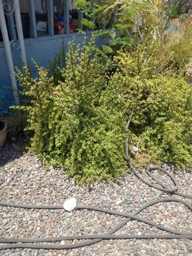 Elephant Plant Giant In Size Healthy Needs To Be Transplanted It's In A Planter.