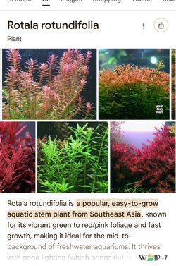 Freshwater Aquarium Plant $5 Bundle