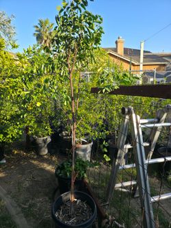 Starfruit Carambola 15 Gallons
