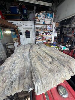 Petrified wood
