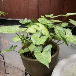 Plants