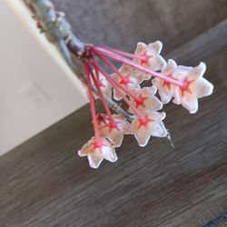 Blooming Hoya  Indoor Plant