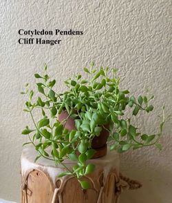 Plants For Adoption