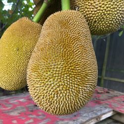Jackfruits For Sale
