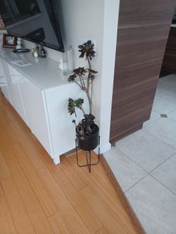 Succulent plant well rooted