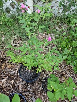 Old Fashion Rose 15$