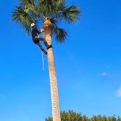 Palm And Tree Trimming