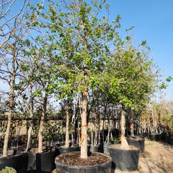 live oak trees 95 gallons 18ft tall 