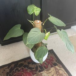 Philodendron Fuzzy Petiole