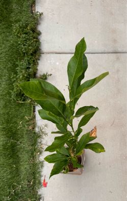 Lemon tree