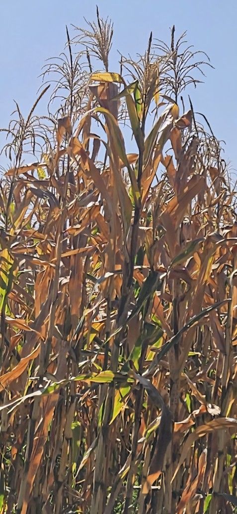 Milpa Seca Para Decorar HALLOWEEN..