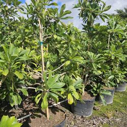 mamey tree con fruta 