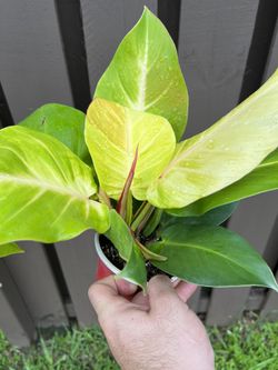 Philodendron Red Moon for Sale in Medley, FL - OfferUp