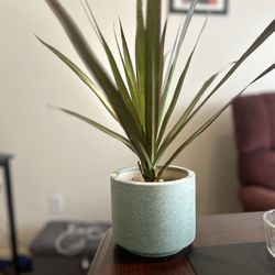 Indoor House Plant Thriving In Ceramic Pot
