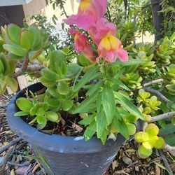 Jade Plant With Snapdragon Flowers Pink And White