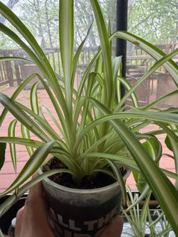 Air purifying spider plant