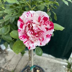 Mini Rose Tree Plant, In 5 Gallóns Pot Pick Up Only