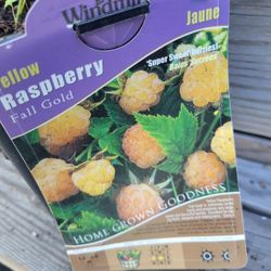Yellow RASBERRY PLANT