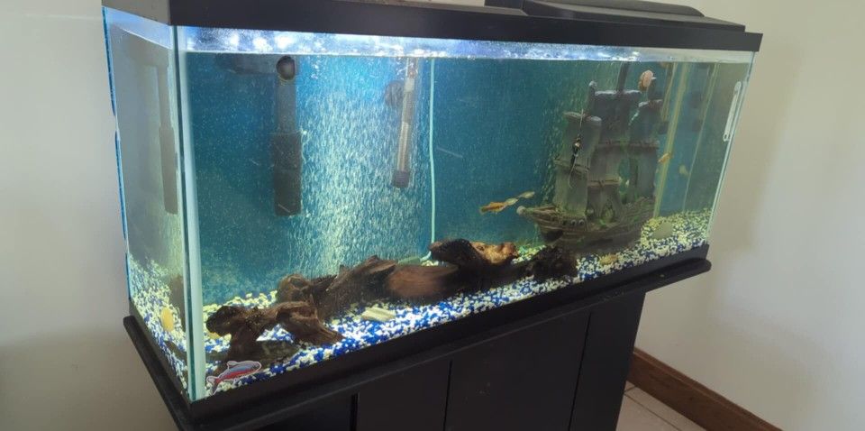 55 Gallon Fish Tank