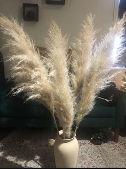 Pampas Grass