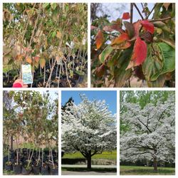 Dogwood Tree 3gallon 5ft Tall 