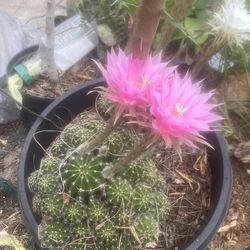 Cactus
