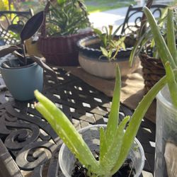2 Aloe Vera Plants 