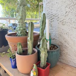 Plants, Cactus, Totem Pole