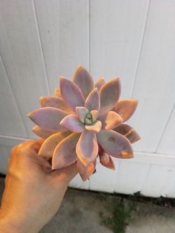 🍃🌱🪷 beautiful succulents 🪷