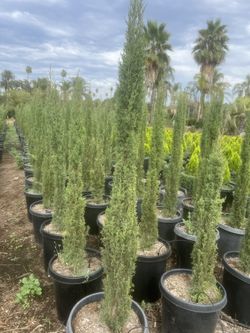 15 Gal Italian Cypress