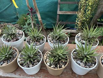 Cactus Zebras $10 Each