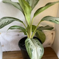 HERMOSAS PLANTAS NATURALES “AGLAONEMA PLANT 