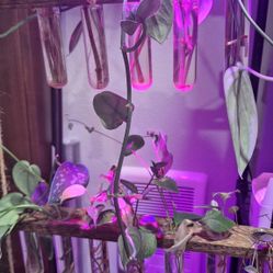 Spider Pups And Plant Trimmings With Roots!