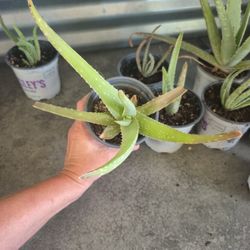 Beautiful Aloe Vera Plants