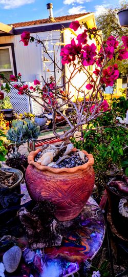 Bonsai tree 6 yrs old. Strong  easy care