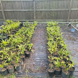 Christmas Palm Seedlings