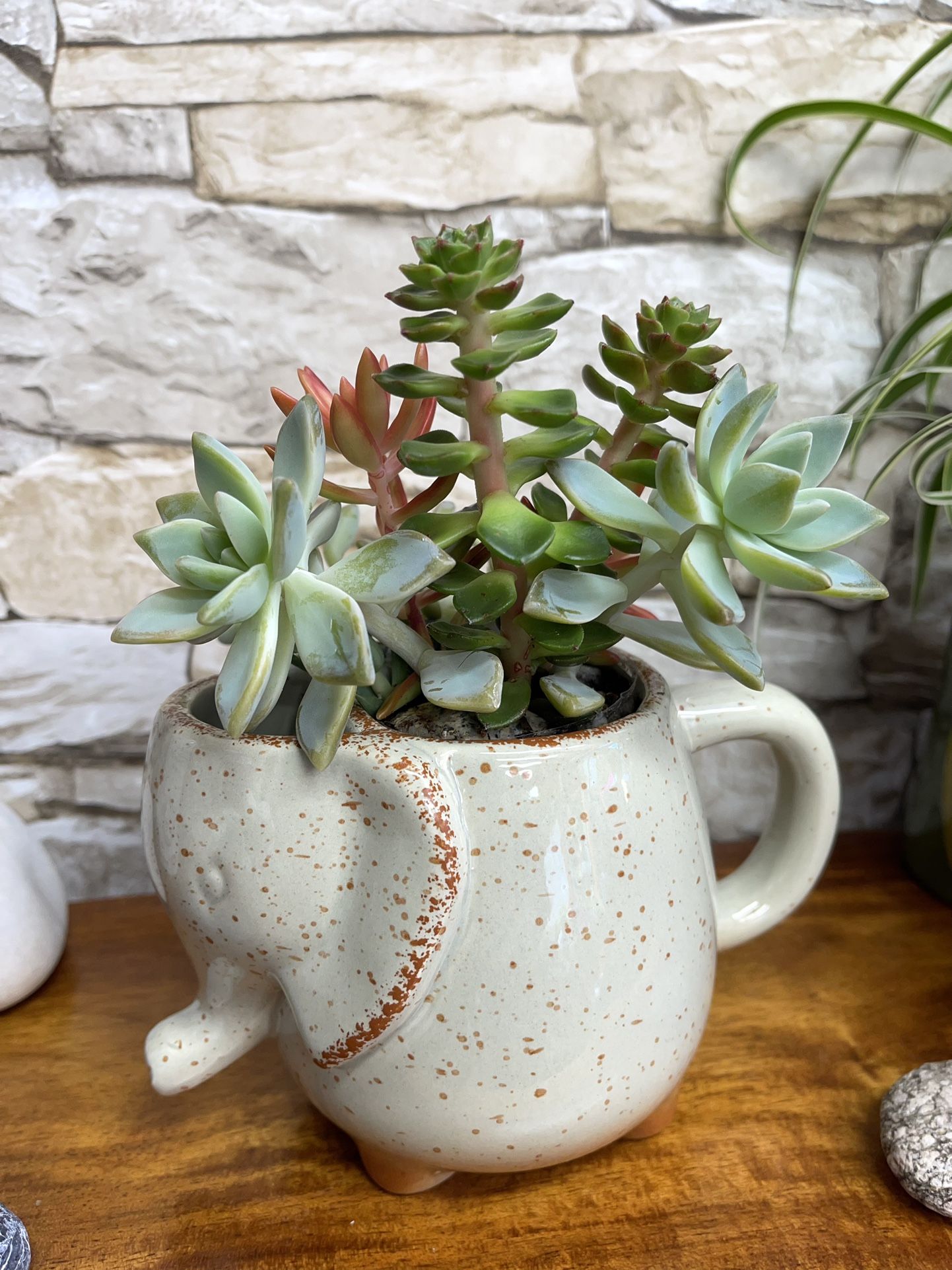 Sute succulents Arrangement In Elephant Pot 4"H.