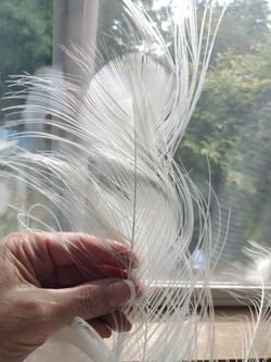 REAL RARE WHITE PEACOCK FEATHERS