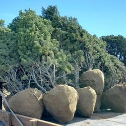 Piñon Pine Trees 4 To 7ft Tall