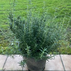 Rosemary Plants 