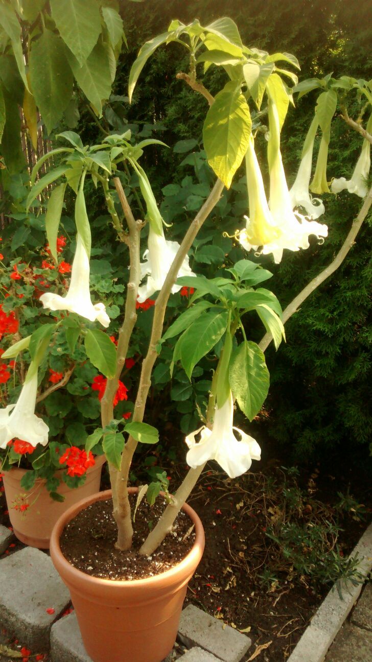 White Brugmansia