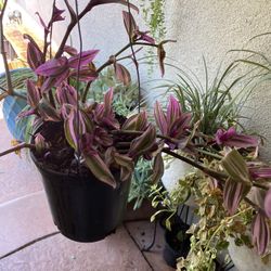 Plants For Sale 