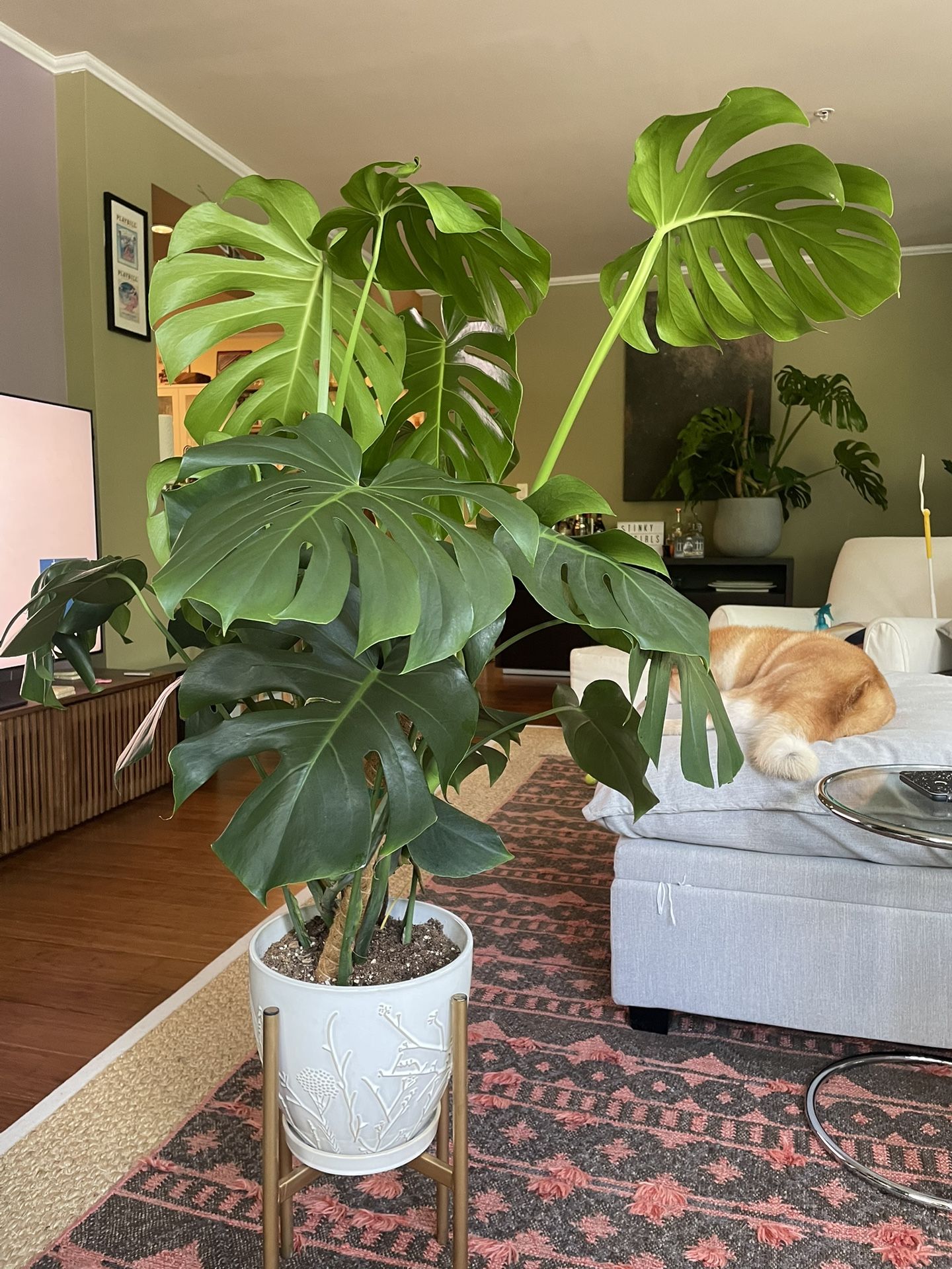 HEALTHY! Monstera w/ white ceramic pot 12” pot