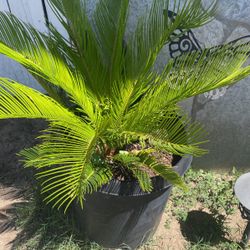 Sago Palm