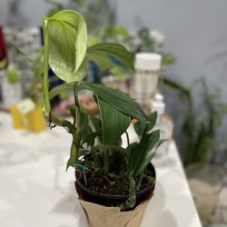 Dragon Tail Plant  EpePremium In 5 Inches Pot