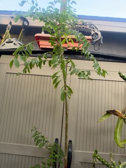 Jocote corona tree