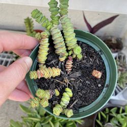 4in Pot Baby Necklace Succulent Plant 