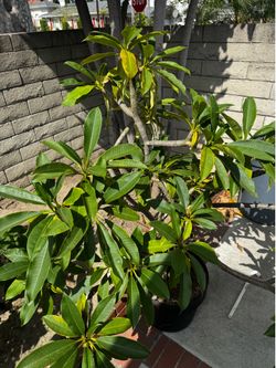 Large Mature Plumeria Tree