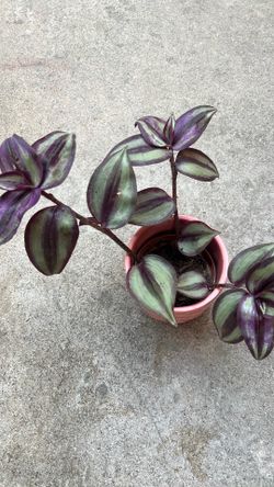 plants healthy Black rose suculent